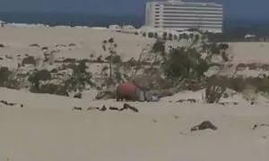 كابريس هو حلم كل رفاق سكسي مطرجم